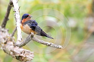 Male Barn Swallow Isolated Ontario Canada