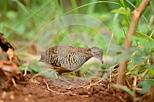 Male barred buttonquail