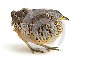 A male barred buttonquail or common bustard-quail Turnix suscitator isolated on white