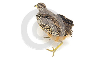 A male barred buttonquail or common bustard-quail Turnix suscitator isolated on white