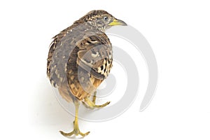 A male barred buttonquail or common bustard-quail Turnix suscitator isolated on white