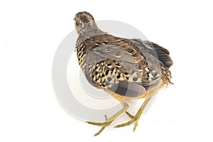 A male barred buttonquail or common bustard-quail Turnix suscitator isolated on white