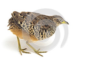 A male barred buttonquail or common bustard-quail Turnix suscitator isolated on white