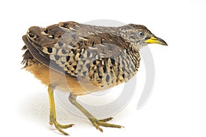 A male barred buttonquail or common bustard-quail Turnix suscitator isolated on white