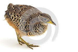 A male barred buttonquail or common bustard-quail Turnix suscitator isolated on white