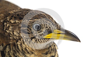 A male barred buttonquail or common bustard-quail Turnix suscitator isolated on white