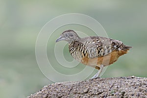 Male of barred buttonquail or common bustard-quail Turnix suscitator standing on sand dull in sugarcame plantation farm