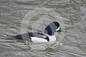 Male Barrow's Goldeneye, Bucephala islandica