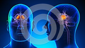 Male Basal Ganglia Brain Anatomy - blue concept