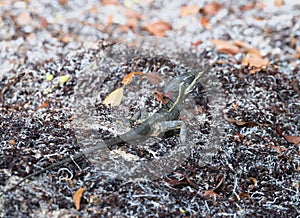 Male Basiliscus vittatus (Brown Basilisk) in Mexico