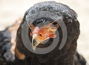 Male Bateleur eagle