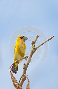 Male Baya Weaver (Ploceus philippinus)