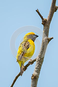 Male Baya Weaver photo