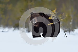 Male bear approaching on snow