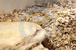 Male bearded dragon