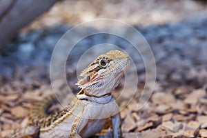 Male bearded dragon