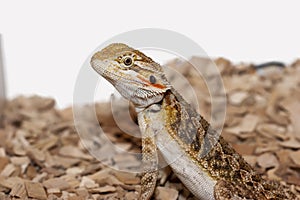 Male bearded dragon