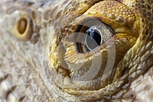 Male bearded dragon eye macro