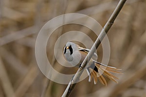 Male Bearded Tit (panurus biarmicus)