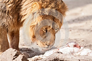 Male beautiful big lion looking in prey