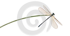 Male beautiful demoiselle, Calopteryx virgo