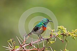 Male Beautiful Sunbird, small bird in metallic green with down-curved bills in Tanzania, Africa