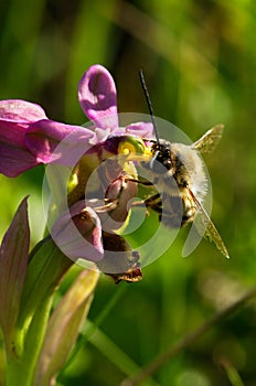 Male bee Eucera nigrilabris pollinating a wookcock orchid photo