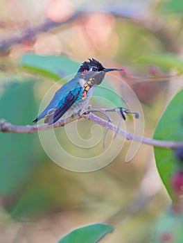 Male Bee Hummingbird on a branch