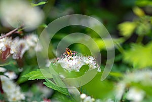 Male bee sitting on flowers hawthorn, closeup