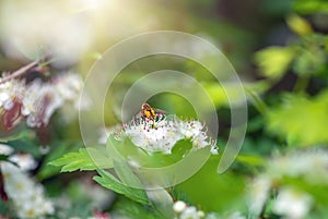 Male bee sitting on flowers hawthorn, closeup