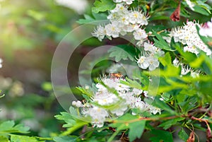 Male bee sitting on flowers hawthorn, closeup photo