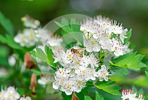 Male bee sitting on flowers hawthorn, closeup photo