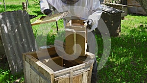 Male beekeeper examinating frame with bees.