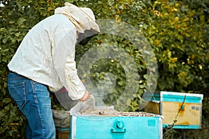 Male beekeeper works in an apiary, using beekeeper`s tools