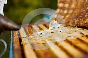 Male beekeeper works in an apiary, using beekeeper`s tools