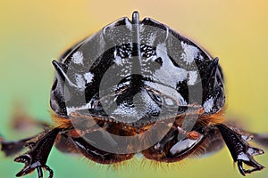 Male of beetle (Copris lunaris)