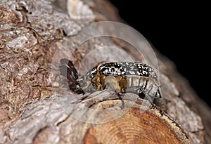 Male beetle Polyphylla fullo