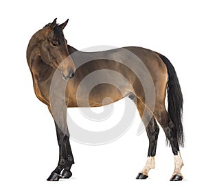 Male Belgian Warmblood, BWP, 3 years old