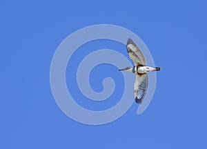 Belted King Fisher in flight photo