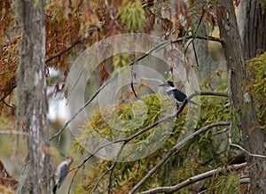 Male Belted Kingfisher Perched on a Bald Cypress Branch