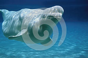 Male Beluga Whale photo