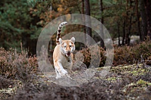 A Male Bengal Tiger marking his territory