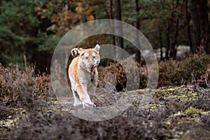 A Male Bengal Tiger marking his territory