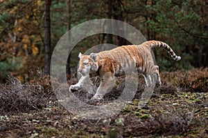 A Male Bengal Tiger marking his territory