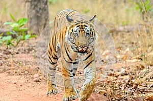 Male Bengal Tiger walk