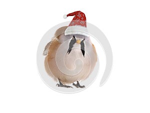 Male beraded tit in santa claus hat isolated on white