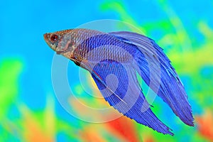 Male of Betta splendens