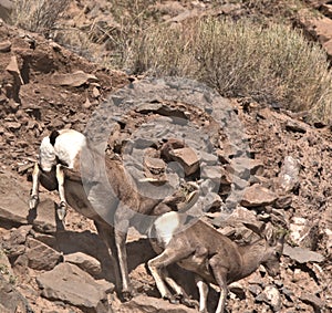 Male Big Horn ram running in hot pursuit of a ewe