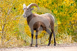 Male Big Horn Ram in Waterton Canyon Colorado