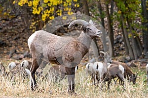 Male Big Horn Ram in Waterton Canyon Colorado